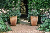 Terracotta planters with Hosta, Arch through laurel hedge