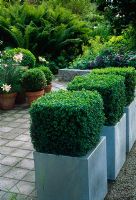 Ferns lining edge of patio with clipped topiary Buxus squares in metal planters - Ulf Nordfjell's garden, Agnas, Sweden