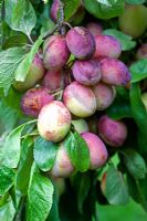 Prunus domestica - Victoria plums 
