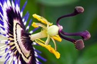 Passiflora caerulea - Passion Flower