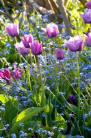 Mixed spring border with Tulipa and Myosotis 