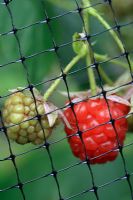 Ripening raspberries protected from pests by netting