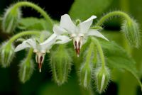 Borago officinalis - White borage flowers