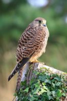 Falco tinniculus - Kestrel perching on wooden post 