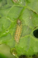 Mamestra brassicae -  Young Cabbage Moth caterpillar on cabbage