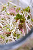 Alfalfa and radish sprouting seeds in a bowl
