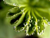 Water droplets on leaf surface                        