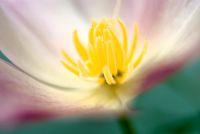 Yellow stamen and pink petal of flower