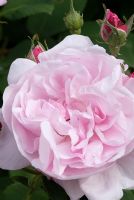 Rosa 'Fantin-Latour', centifolia rose -  Ousden House