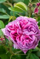 Rosa 'Robert le Diable', an old centifolia rose with a strong fragrance. A mixture of purple shaded with slate-grey, splashed with cerise and scarlet -  Ousden House