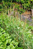 Spinacia oleracea 'Fuji' and Pisum sativum 'Celebration' 