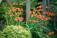 Late summer border with Crocosmia 'Jackanapes' and Buxus sempervirens shaped into ball