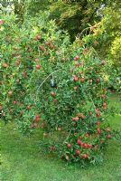 Malus 'Worcester Pearmain' - Apple tree with water filled jam jar to catch wasps
