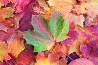 Acer japonicum 'Vitifolium' - Fallen autumn leaves