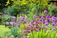 Mixed bed with Alliums near seating area on lawn