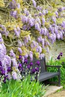 Wooden bench beneath Wisteria underplanted with Irises