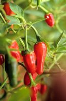 Capsicum annuum 'Apache' - Chilli pepper