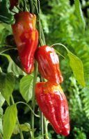 Capsicum annuum 'Pimentos de Padron' - Tapas chilli pepper