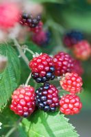 Rubus - Ripening blackberries