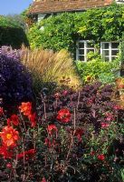 Colourful autumn planting of Dahlia, purple Brassica, Miscanthus and Aster - Eastgrove Cottage, Worcs