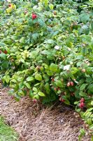 Rubus idaeus 'Tulameen' 