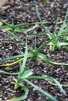 Allium sativum 'Chesnok Wight' - Garlic