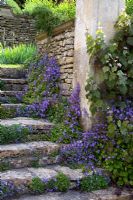 Campanula poscharskyana growing against a stone stairway and walls at Peto Gardens, Wiltshire