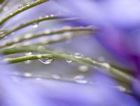Water droplets on Agapanthus flower