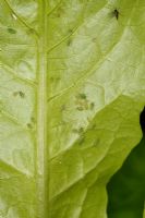 Nasonovia ribisnigri - Lettuce aphid on lettuce leaf