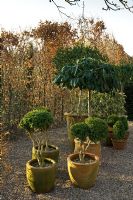 Topiary in terracotta pots