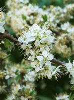 Prunus spinosa - Blackthorn 