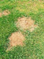 Damage to lawn caused by dog urine