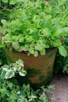 Oriental salad leaf mixture growing in a weathered terracotta pot and ready for cutting - Purple mustard, mizuna, komatsuna and rocket