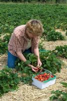 Woman picking strawberries at PYO fruit farm