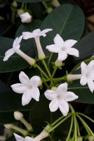 Stephanotis 'Madagascar Jasmine'