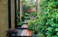 Decked steps with slate mulched flowerbeds and low clipped box cubes, Buxus sempervirens 'Suffruticosa'. Two climbers include Hydrangea anomala subsp. petiolaris and Vitus 'Strawberry', with Helleborus argutifolia, Pittosporum tenuifolium 'Tom Thumb'.

