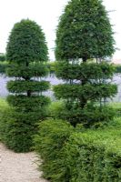 Taxus topiary, Buxus hedging and  Perovskia 'Blue Haze' in the background at  Chateau de Villandry gardens, France