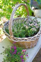 Thyme in wicker basket including, Thymus serpyllum 'Purple Beauty' and Thymus praecox ''Pink Chintz'