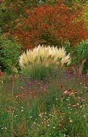 Miscanthus, Echinacea, Verbena bonariensis and Cortaderia 'Sunningdale Silver' - Knoll Gardens, Hampreston, Wimborne, Dorset