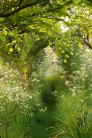 Willow arch with mown path through Anthriscus sylvestris 