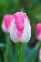 Tulipa 'Dreamland'