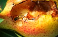 Wasp in pear