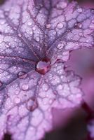 Heuchera 'Plum Pudding' with raindrops on leaf
