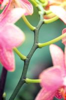 Phalaenopsis 'Madagascar'