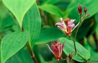 Tricyrtis lasiocarpa - Toad Lily