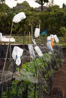 Recycled plastic bottles on canes, used as bird scarers in vegetable garden