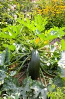 Cucurbita pepo - Courgette growing in vegetable bed