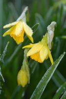 Narcissus 'Tete a Tete' with frost