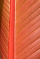 Ensete ventricosum 'Maurellii' - Red Abyssinian Banana, underside of leaf