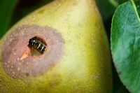 Wasp eating a pear from the inside